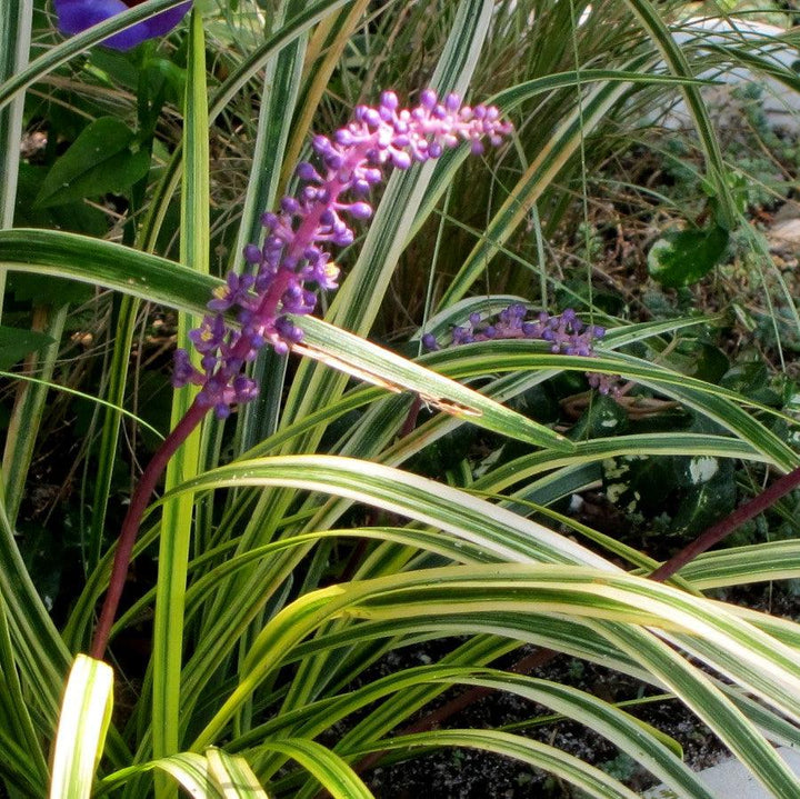 Liriope muscari 'Silvery Sunproof' ~ Silvery Sunproof Lilyturf-ServeScape