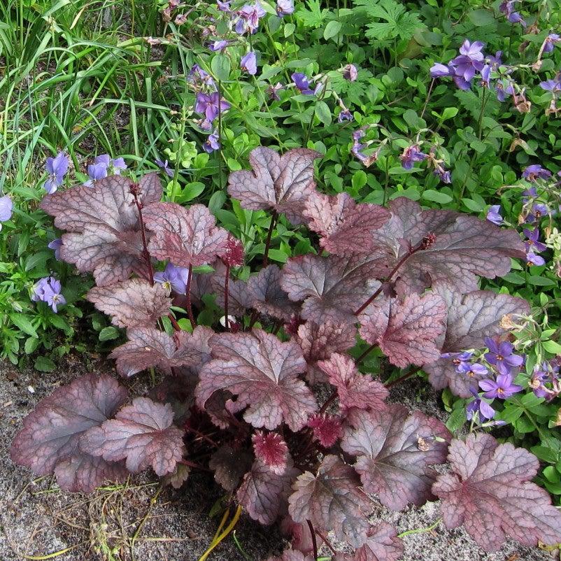 Heuchera x 'Plum Pudding' ~ Plum Pudding Coral Bells, Heuchera-ServeScape