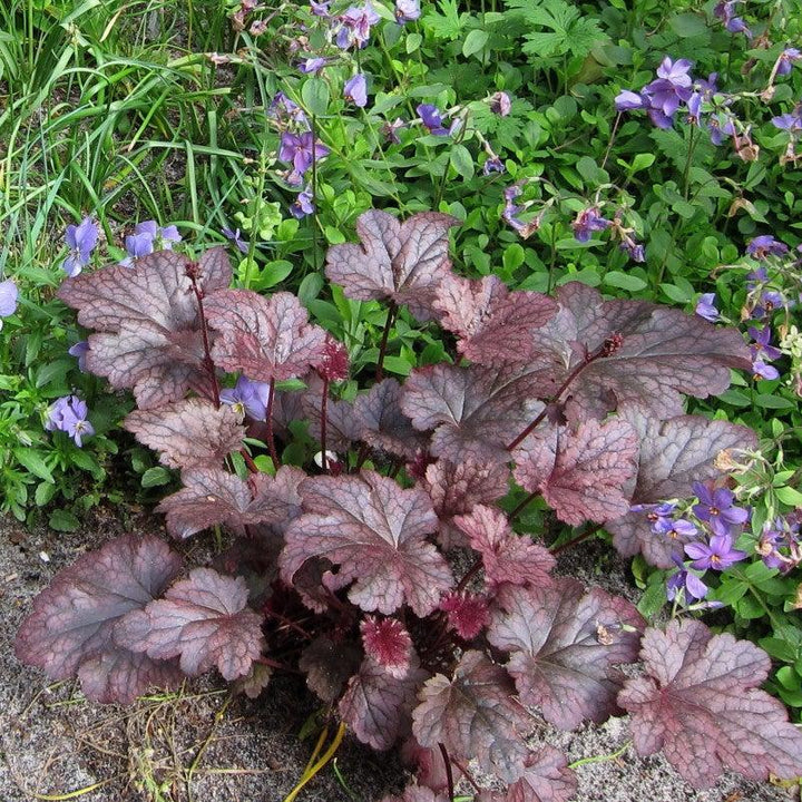 Heuchera x 'Plum Pudding' ~ Plum Pudding Coral Bells, Heuchera-ServeScape