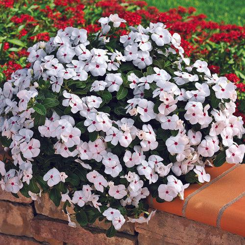 Catharanthus roseus 'Cora Cascade Polka Dot' ~ Cora® Cascade Polka Dot Vinca-ServeScape
