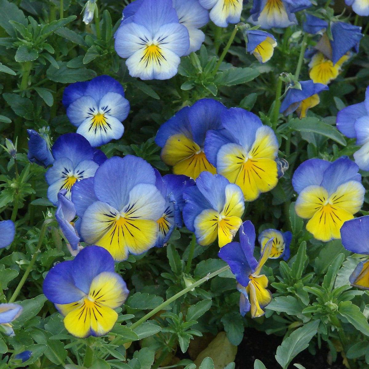 Viola x wittrockiana 'PAS1077347' ~ Cool Wave® Morpho Pansy-ServeScape