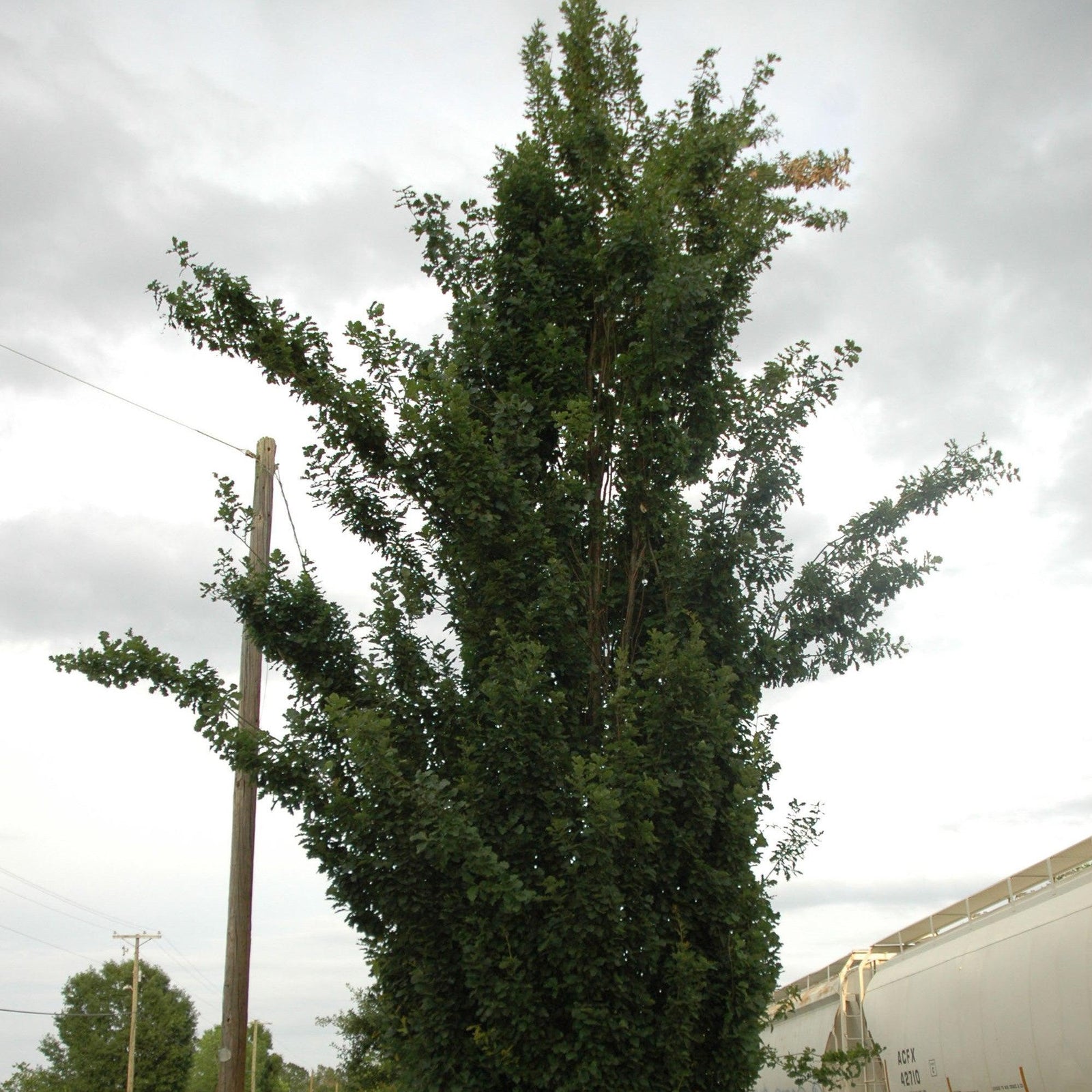 Quercus 'Regal Prince' ~ Regal Prince® Oak-ServeScape
