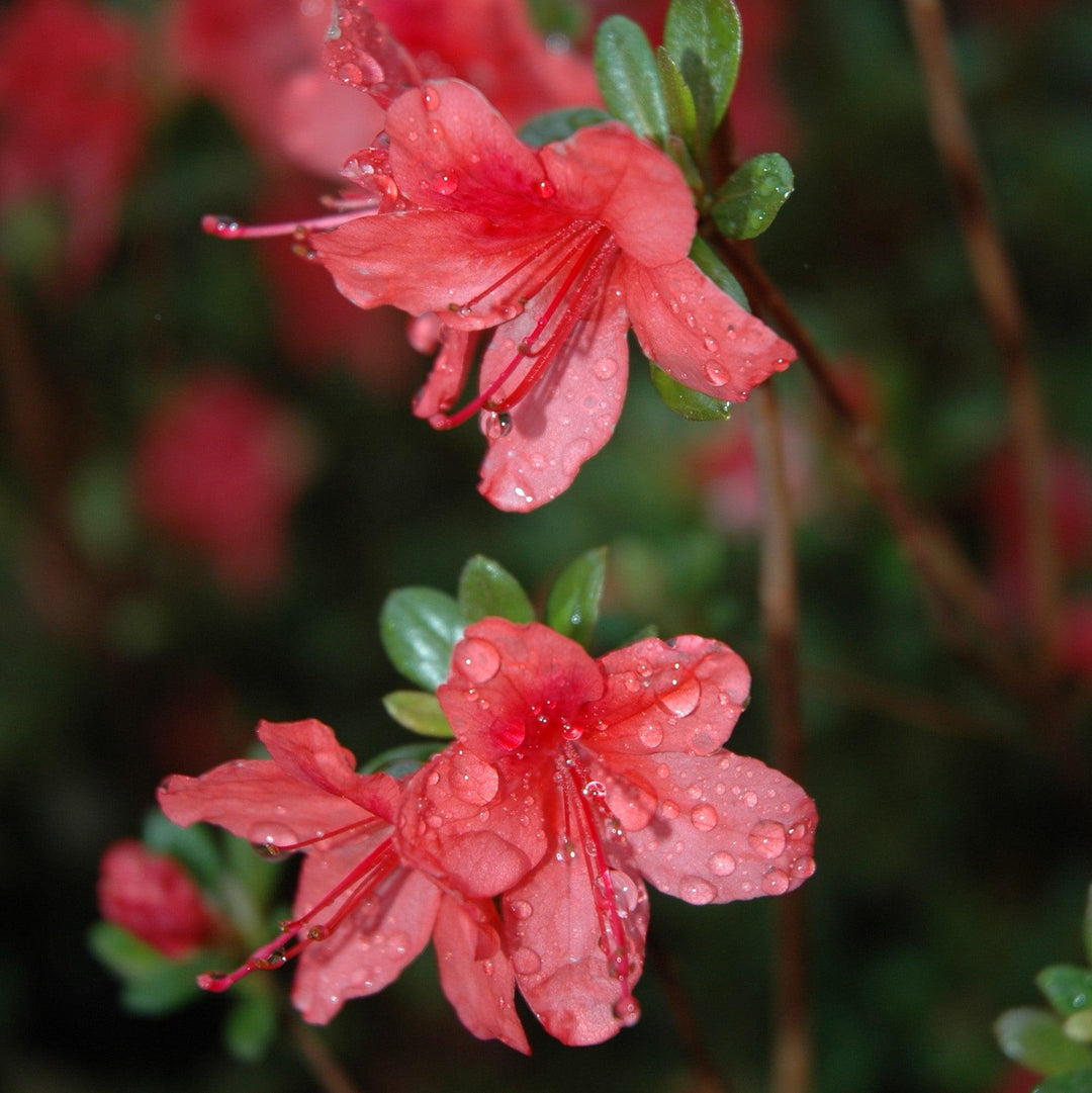 Azalea x 'Macrantha Orange' ~ Macrantha Orange Azalea-ServeScape