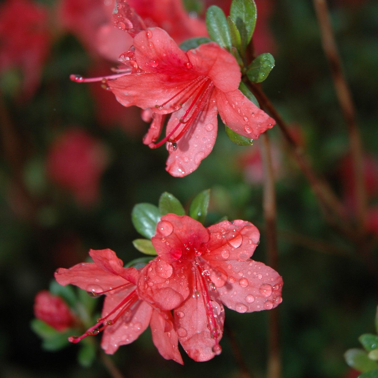 Azalea x 'Macrantha Orange' ~ Macrantha Orange Azalea-ServeScape