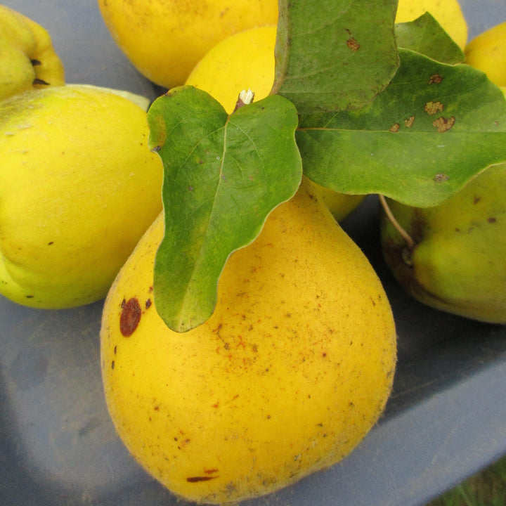Pyrus communis 'Orient' ~ Orient Pear-ServeScape