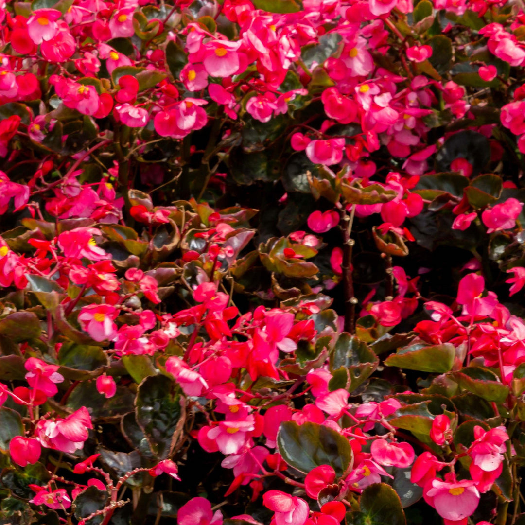 Begonia 'Bronze Leaf Rose' ~ Bronze Leaf Rose Begonia-ServeScape