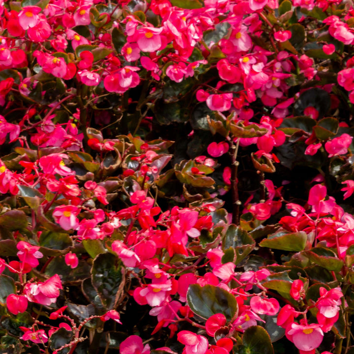 Begonia 'Bronze Leaf Rose' ~ Bronze Leaf Rose Begonia-ServeScape