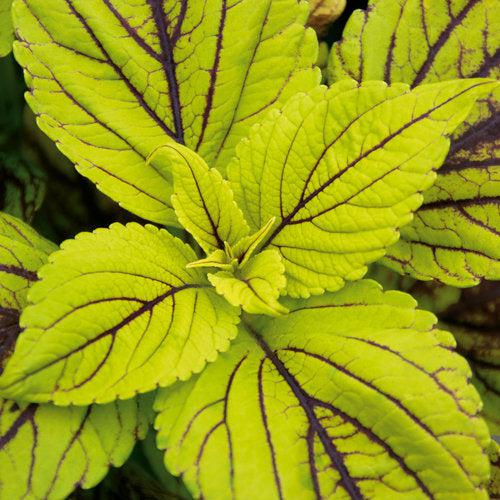 Solenostemon scutellarioides ‘Gays Delight’ ~ Gays Delight Coleus-ServeScape