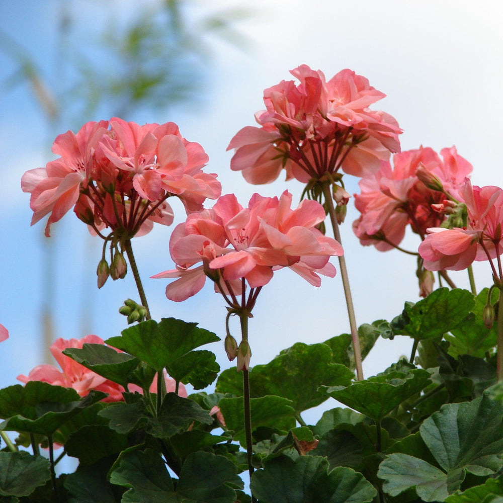 Pelargonium × hortorum 'Rocky Mountain Salmon' ~ Rocky Mountain™ Salmon Zonal Geranium-ServeScape