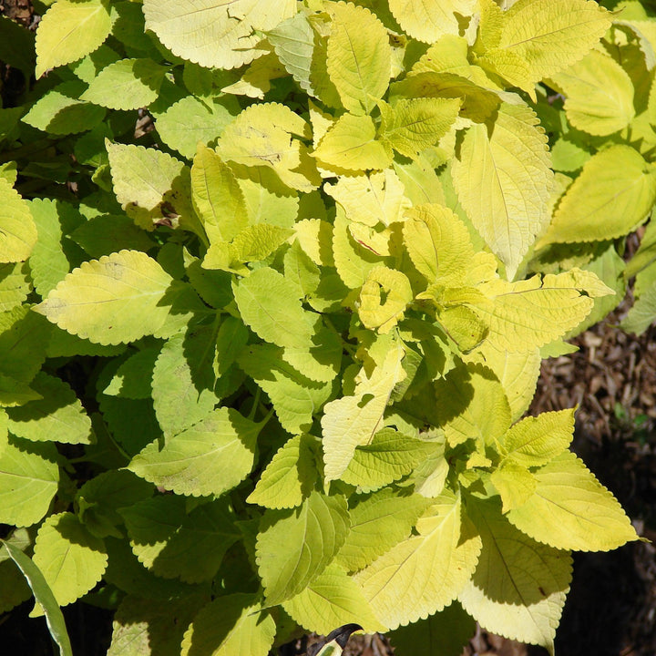 Solenostemon scutellarioides 'Solar Shade’ ~ Solar Shade Coleus-ServeScape