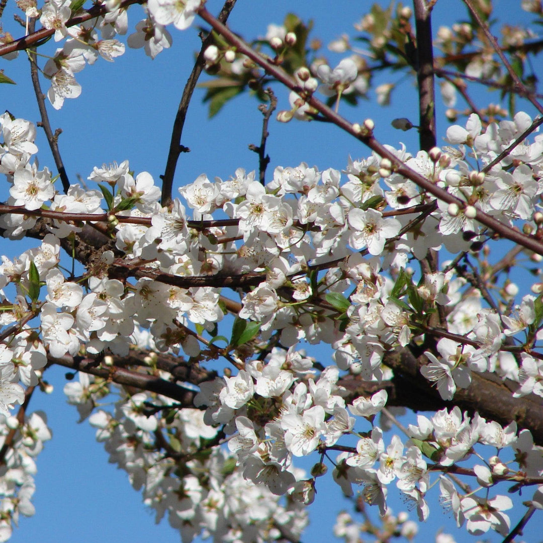 Prunus salicina 'Allred' ~ All Red Plum-ServeScape
