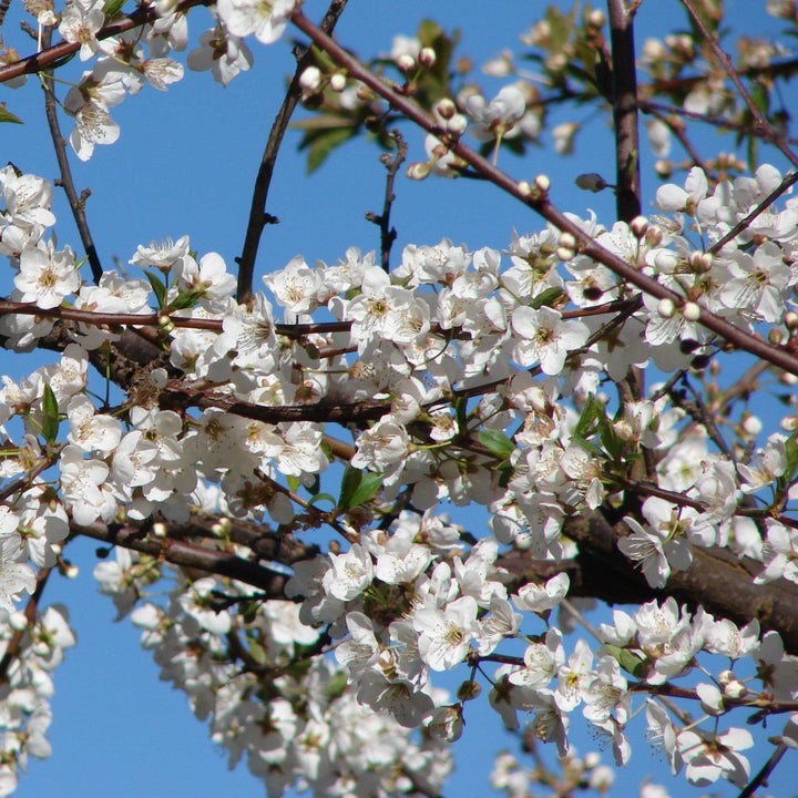 Prunus salicina 'Allred' ~ All Red Plum-ServeScape