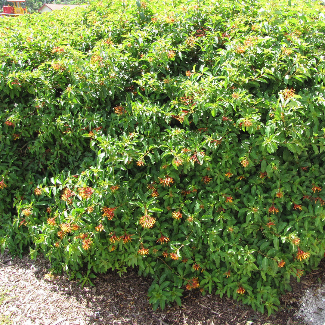 Hamelia patens 'Firefly' ~ Firefly Firebush-ServeScape
