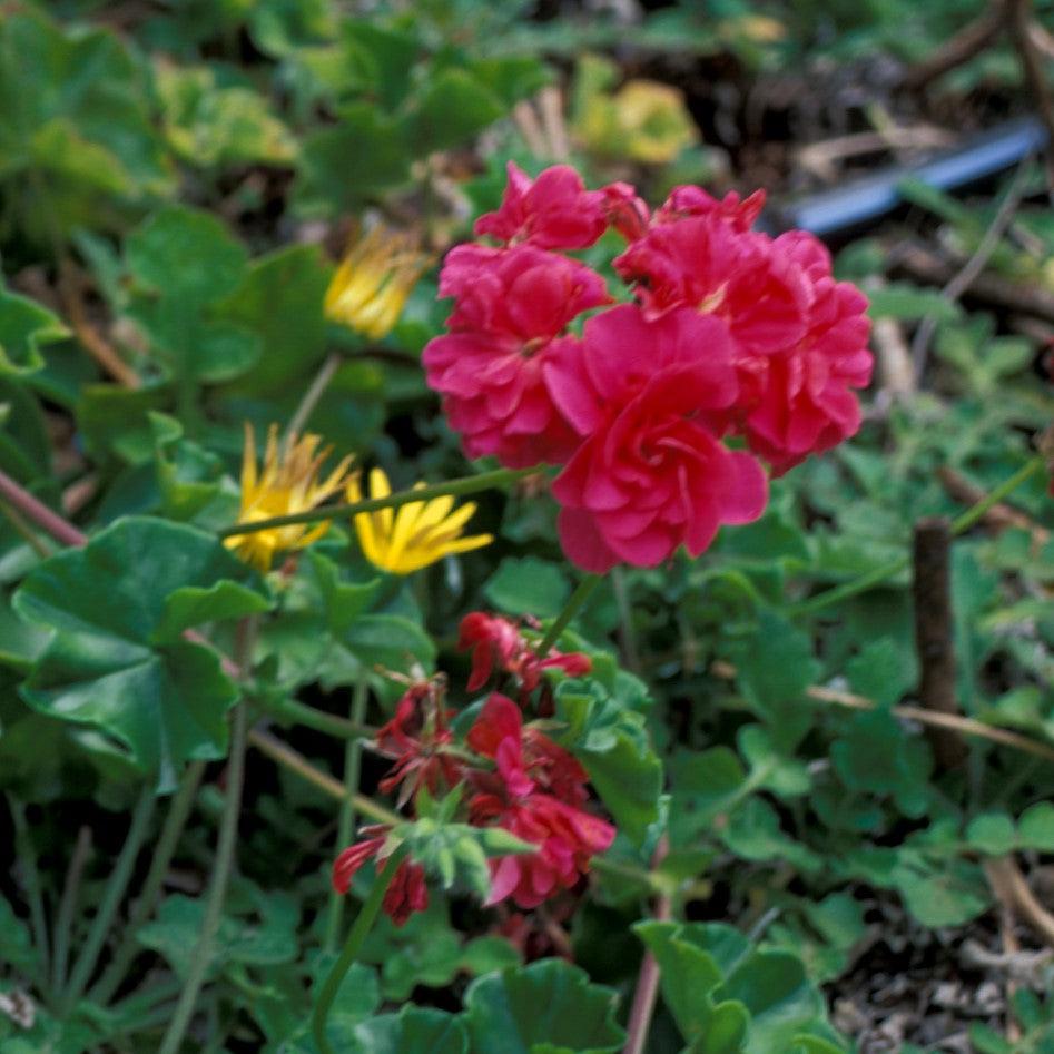 Pelargonium × hortorum 'Rocky Mountain Violet' ~ Rocky Mountain™ Violet Zonal Geranium-ServeScape