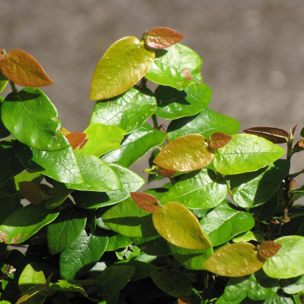 Ficus pumila ~ Creeping Fig-ServeScape