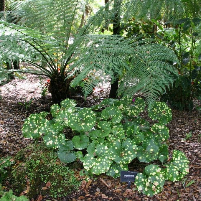 Farfugium Japonicum ''Aureomaculatum' ~ Firefly Leopard Plant-ServeScape