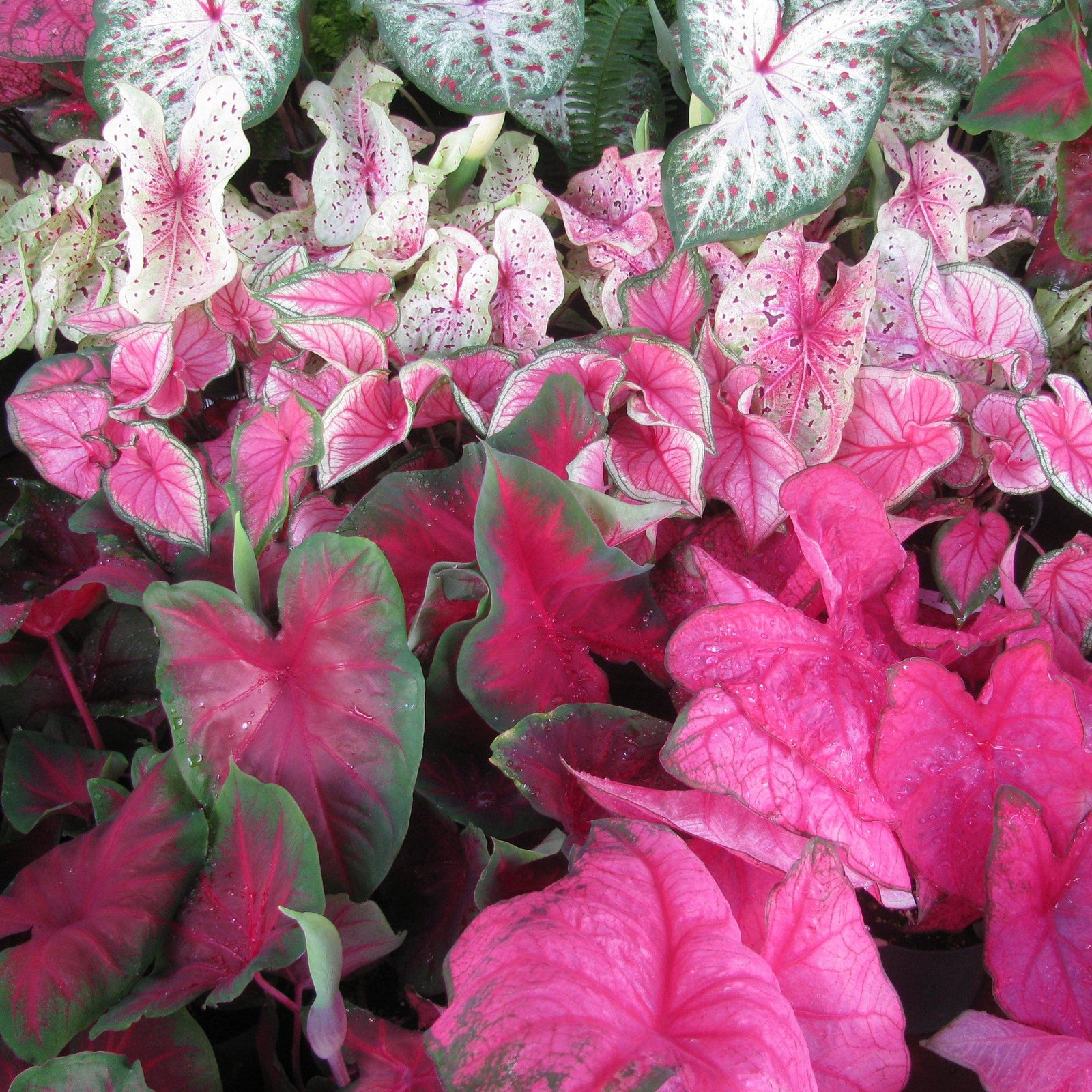 Caladium 'Caladium Mix' ~ Caladium Mix-ServeScape