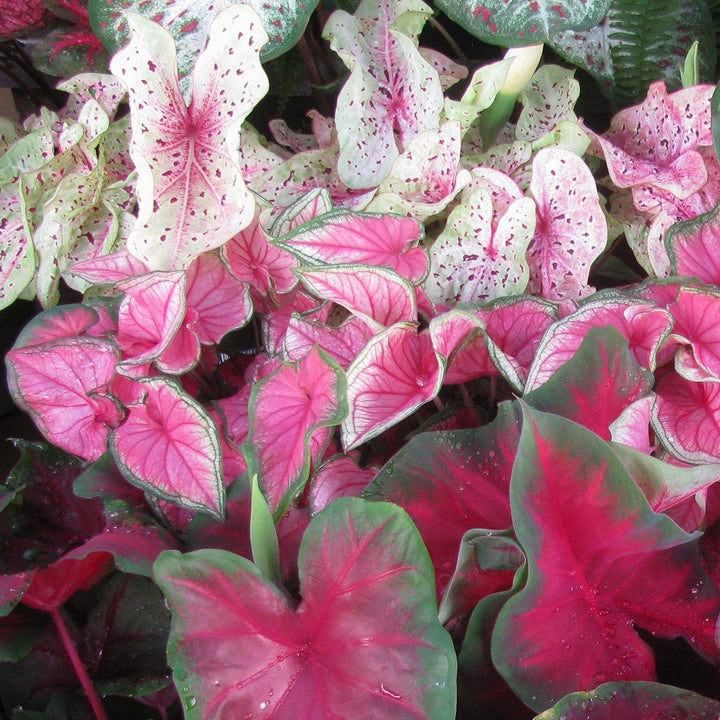 Caladium 'Florida Sweetheart' ~ Florida Sweetheart Caladium-ServeScape