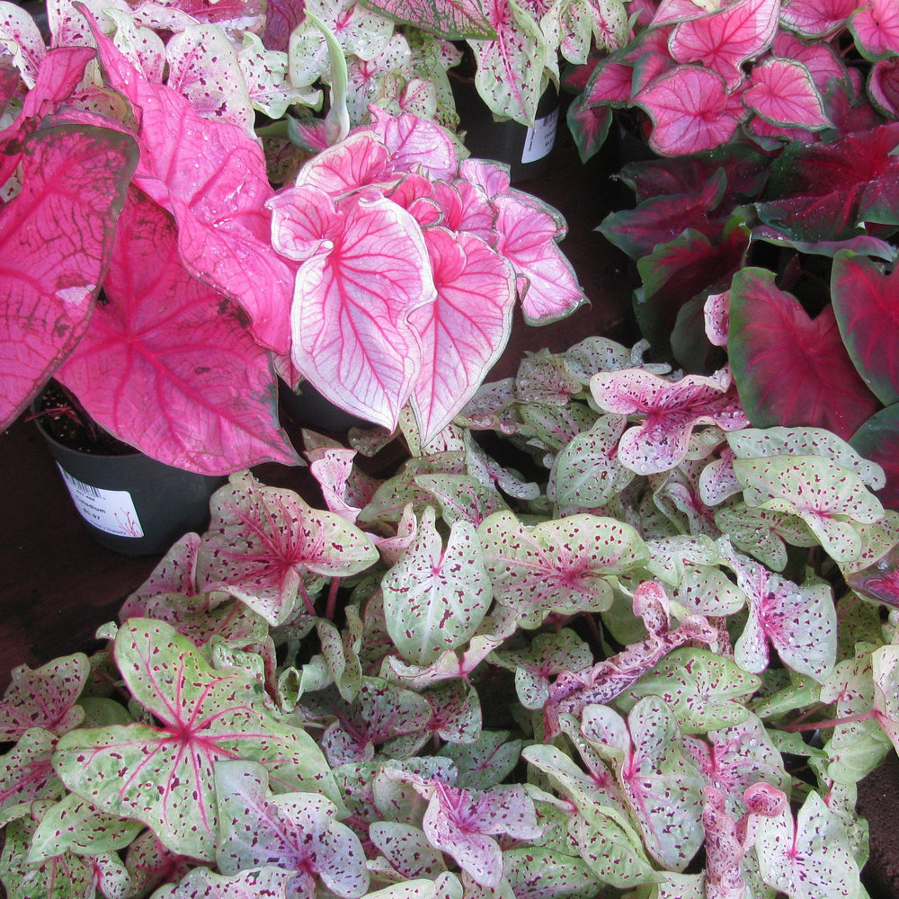 Caladium 'Miss Muffet' ~ Miss Muffet Caladium-ServeScape