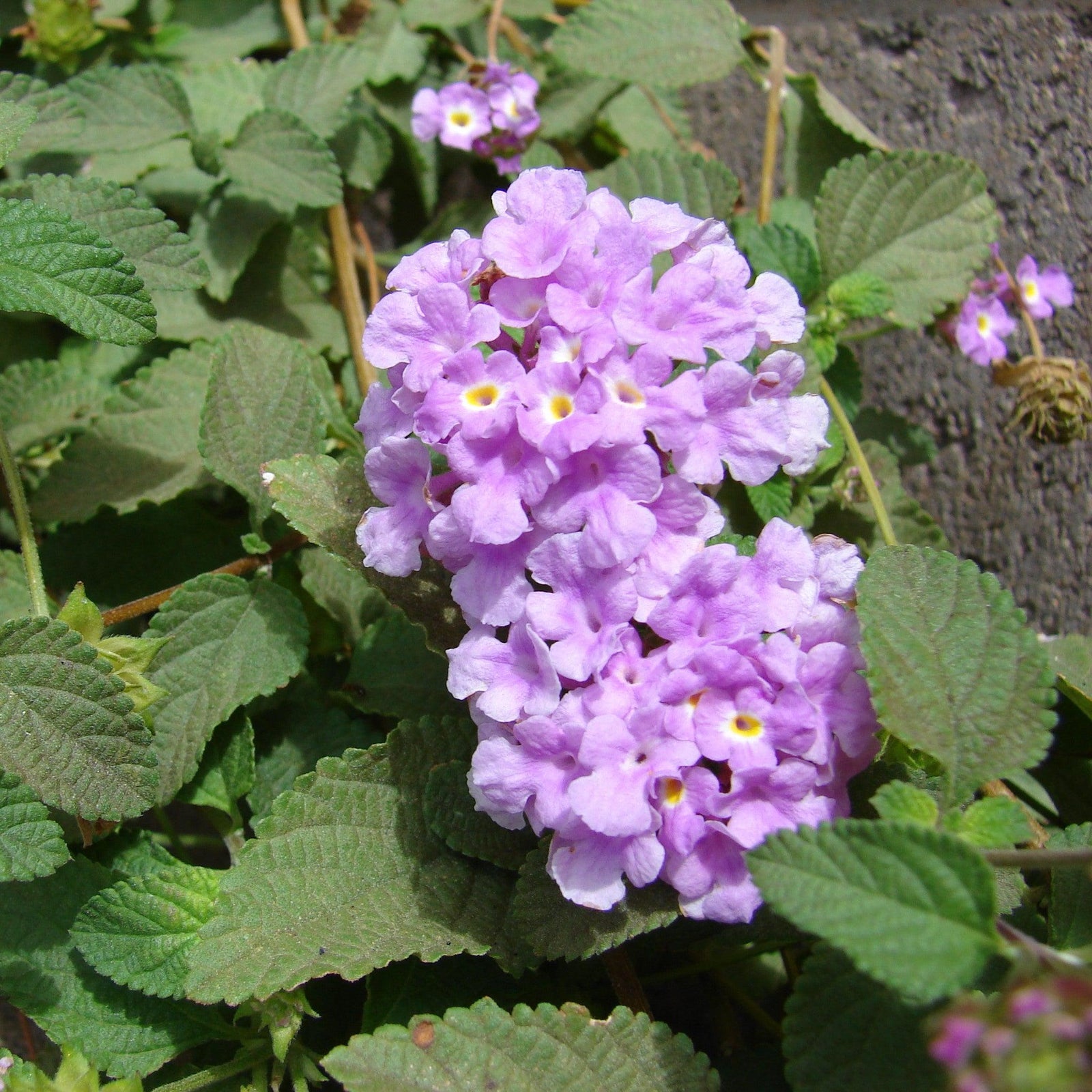 Lantana montevidensis 'Trailing Purple' ~ Trailing Purple Lantana-ServeScape