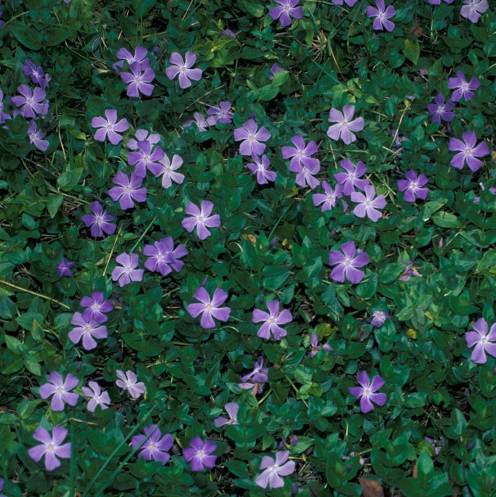 Vinca major ~ Large Leaf Periwinkle-ServeScape