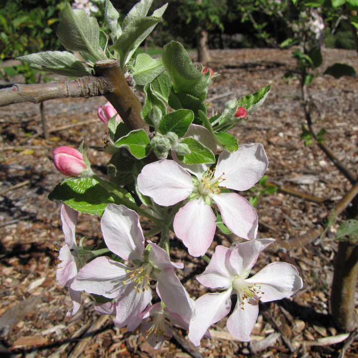 Malus domestica 'Dorsett Golden' ~ Dorsett Golden Apple-ServeScape