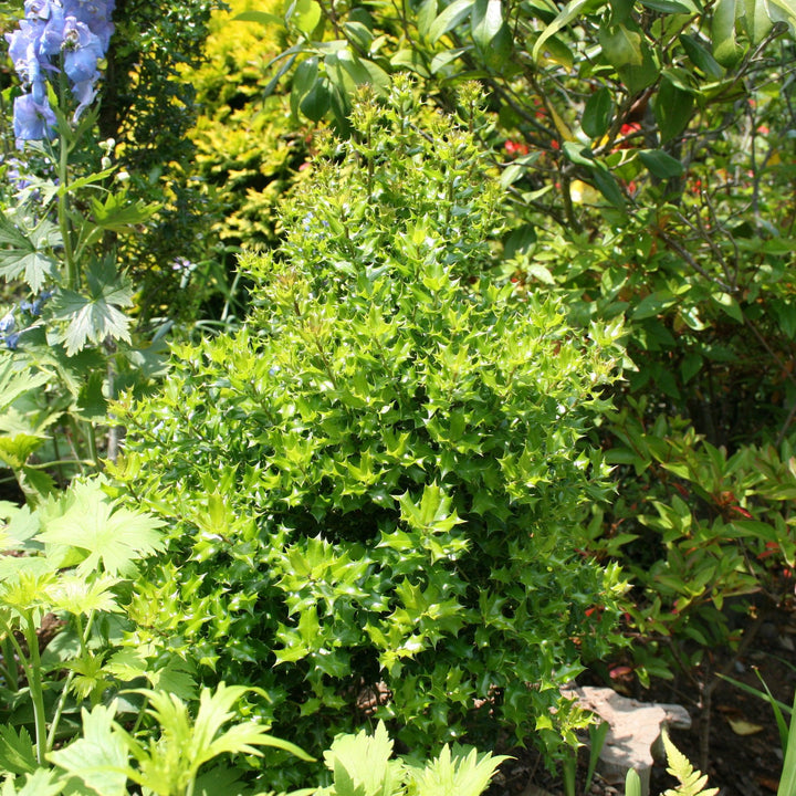 Ilex 'Magland' ~ Oakland Holly-ServeScape