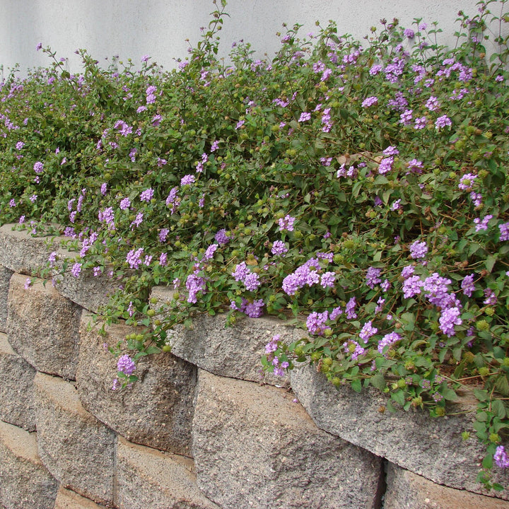 Lantana montevidensis 'Trailing Purple' ~ Trailing Purple Lantana-ServeScape
