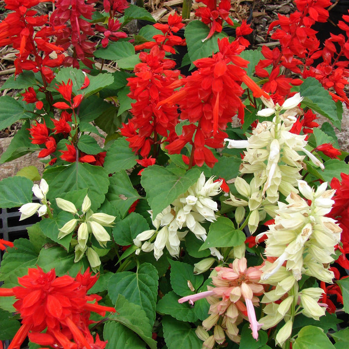 Salvia splendens 'Vista Mixture' ~ Vista™ Mix Salvia-ServeScape