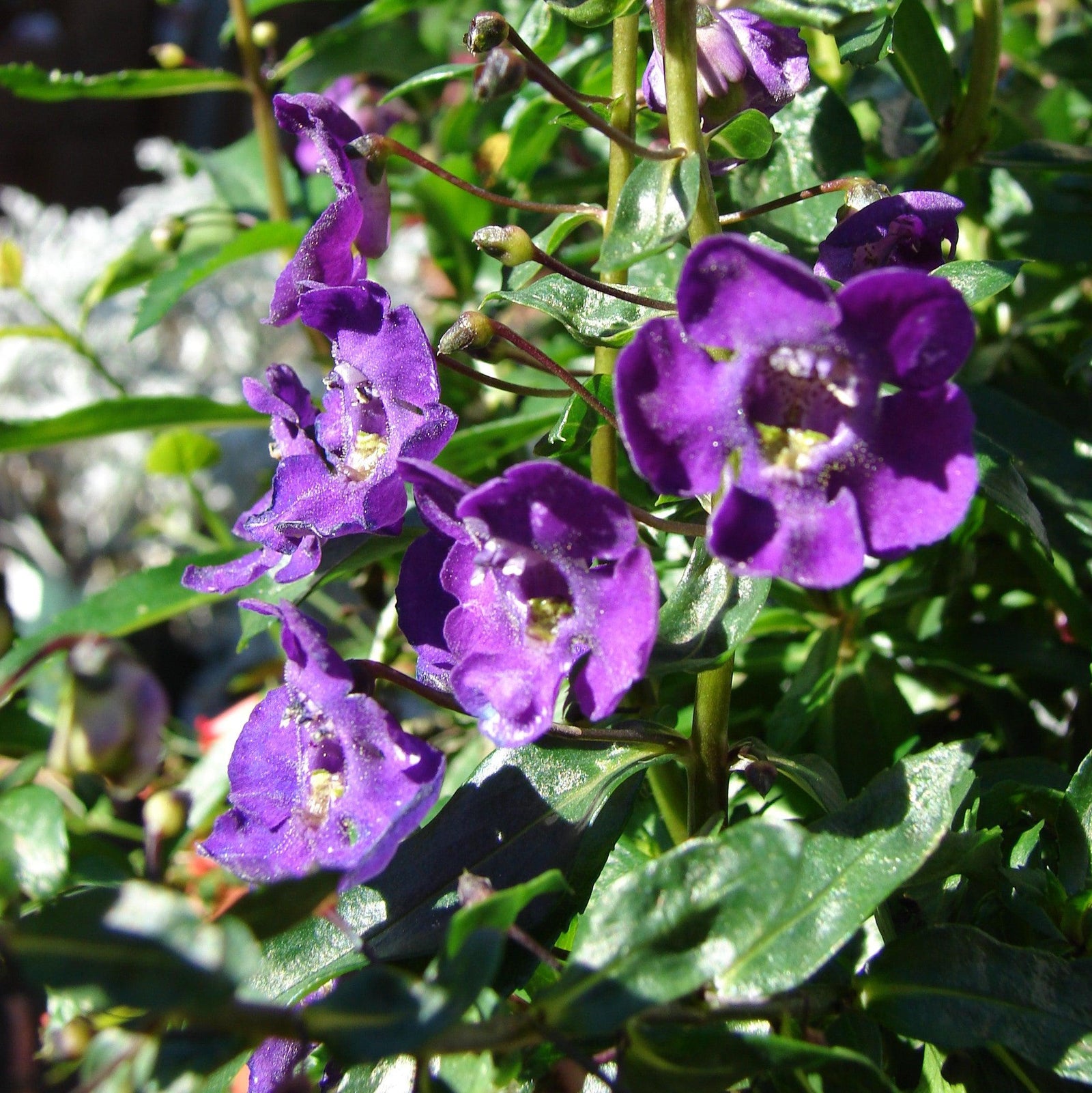 Angelonia angustifolia 'Carita Cascade Deep Purple' ~ Carita™ Cascade Deep Purple Summer Snapdragon-ServeScape