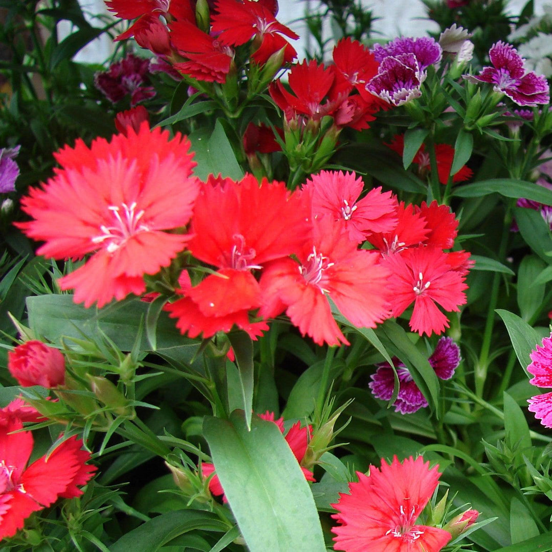 Dianthus 'Telstar Scarlet' ~ Telstar Scarlet Dianthus-ServeScape
