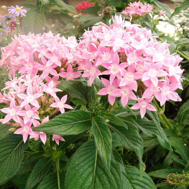 Pentas lanceolata 'Graffiti OG Pink' ~ Graffiti® OG Pink Star Flower-ServeScape