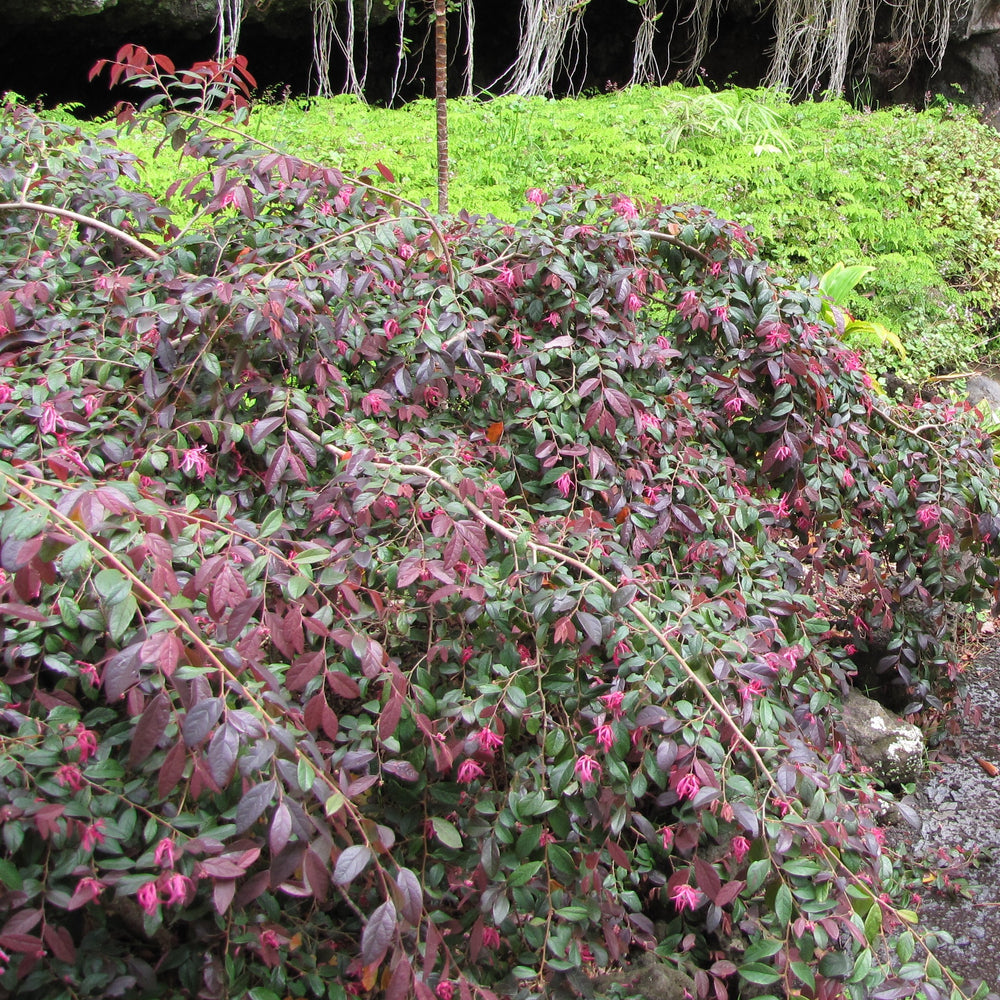 Loropetalum chinense 'Chang's Ruby' ~ Change's Ruby Fringe Flower-ServeScape