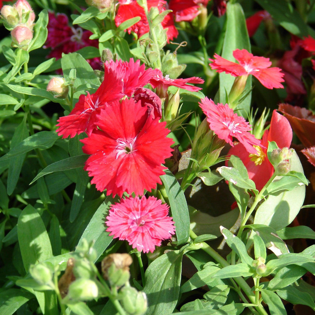 Dianthus 'Telstar Scarlet' ~ Telstar Scarlet Dianthus-ServeScape