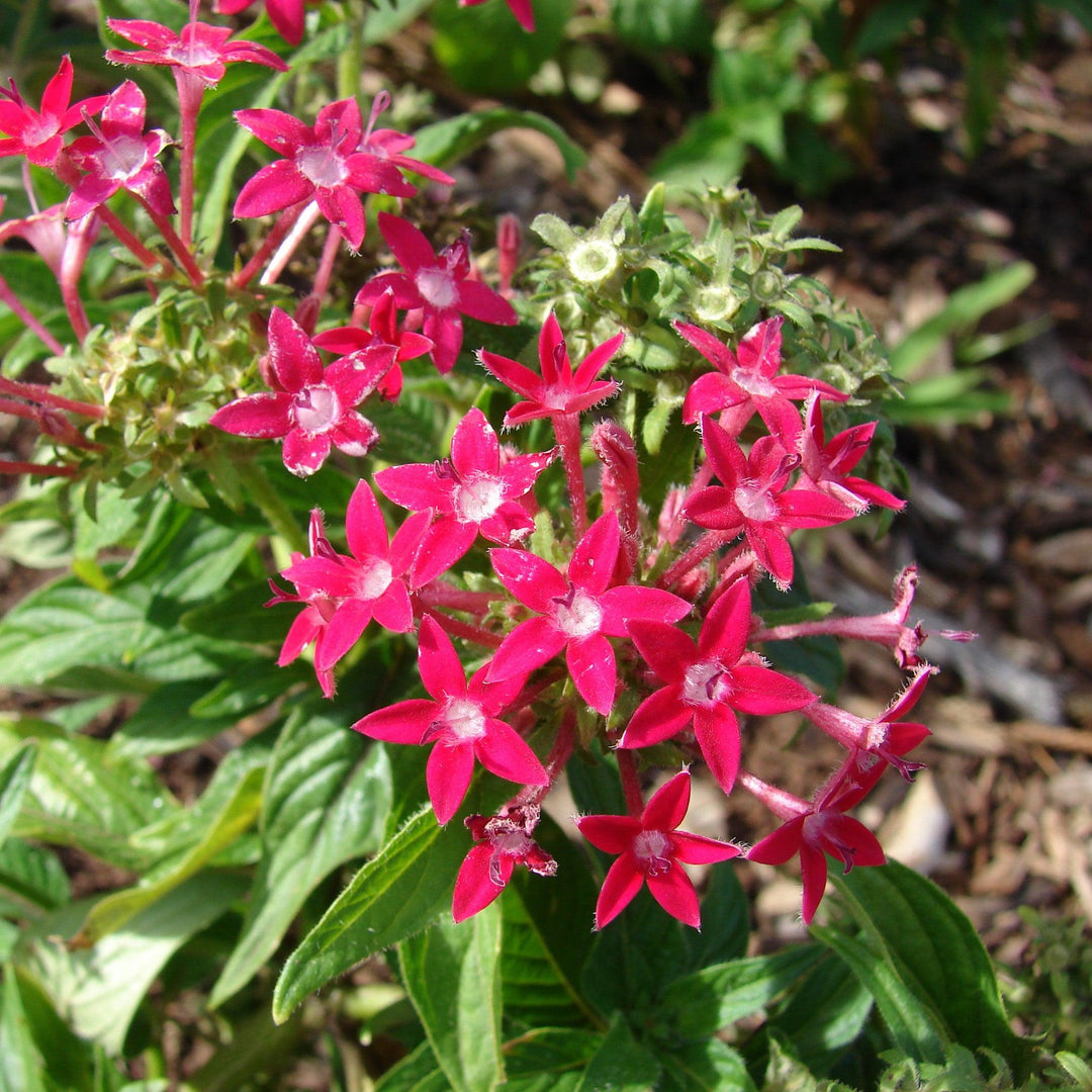 Pentas lanceolata 'Graffiti OG Bright Red' ~ Graffiti® OG Bright Red Star Flower-ServeScape