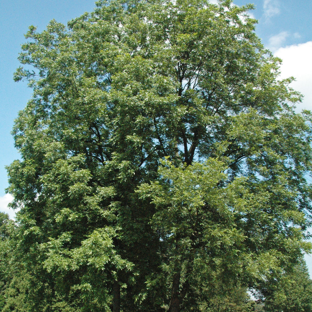 Carya illinoinensis 'Caddo' ~ Caddo Pecan-ServeScape
