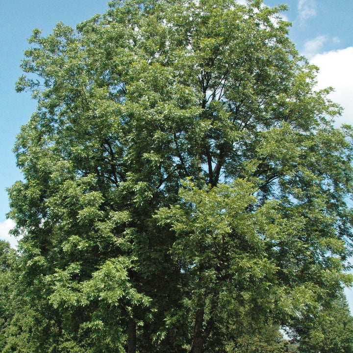 Carya illinoinensis 'Caddo' ~ Caddo Pecan-ServeScape