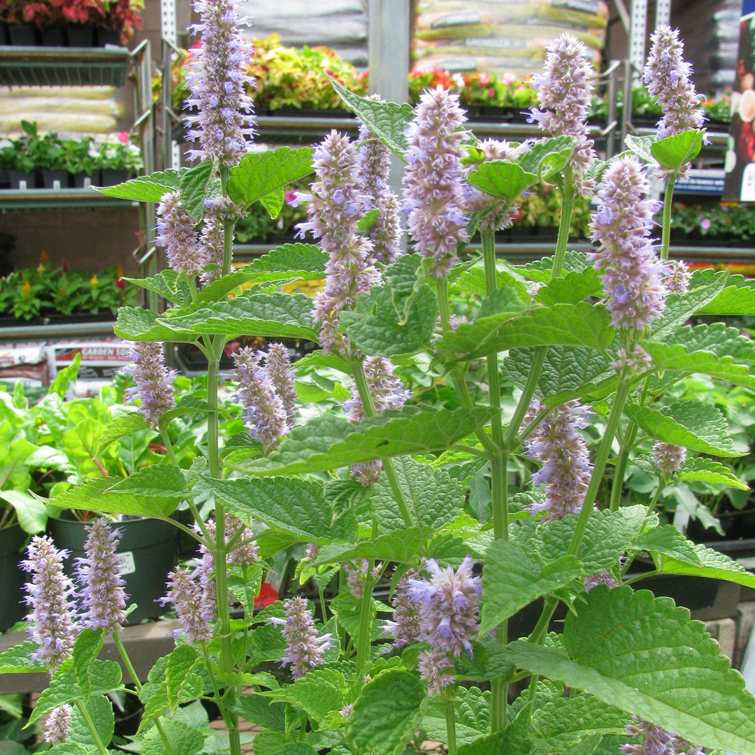 Agastache foeniculum ~ Anise Purple Hyssop-ServeScape