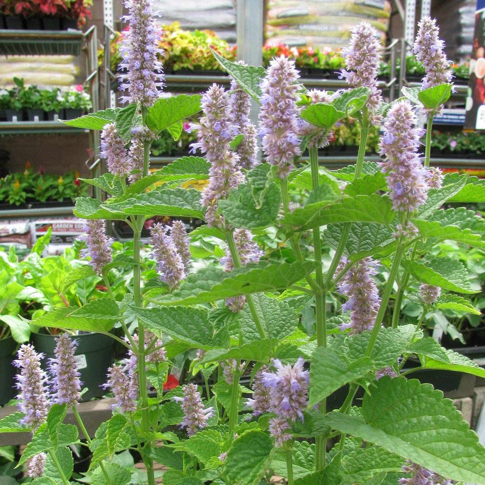 Agastache foeniculum ~ Anise Purple Hyssop-ServeScape