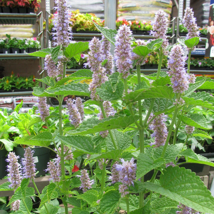 Agastache foeniculum ~ Anise Purple Hyssop-ServeScape