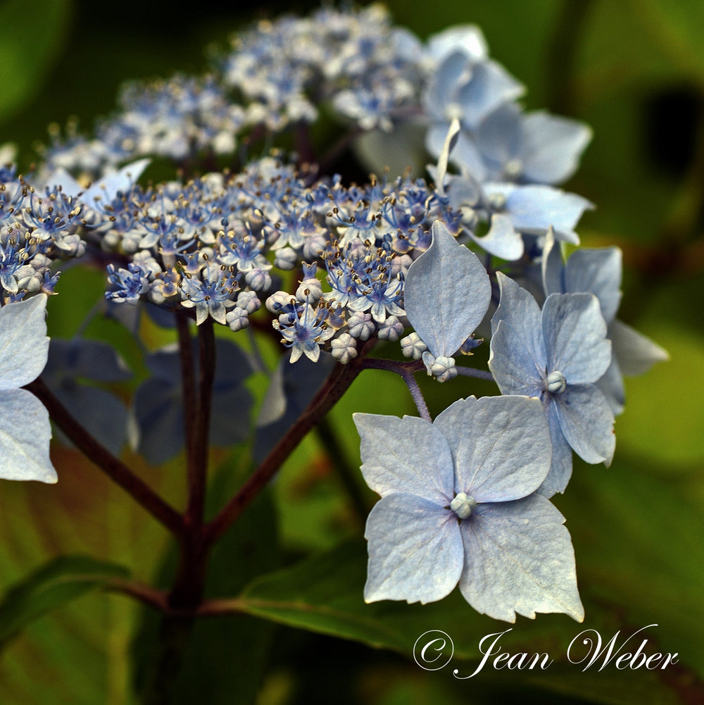 Hydrangea macrophylla 'Blue Deckle' ~ Blue Deckle Hydrangea-ServeScape