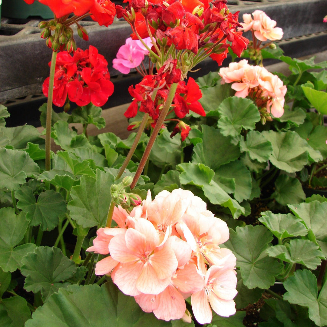 Pelargonium × hortorum 'Rocky Mountain Salmon' ~ Rocky Mountain™ Salmon Zonal Geranium-ServeScape