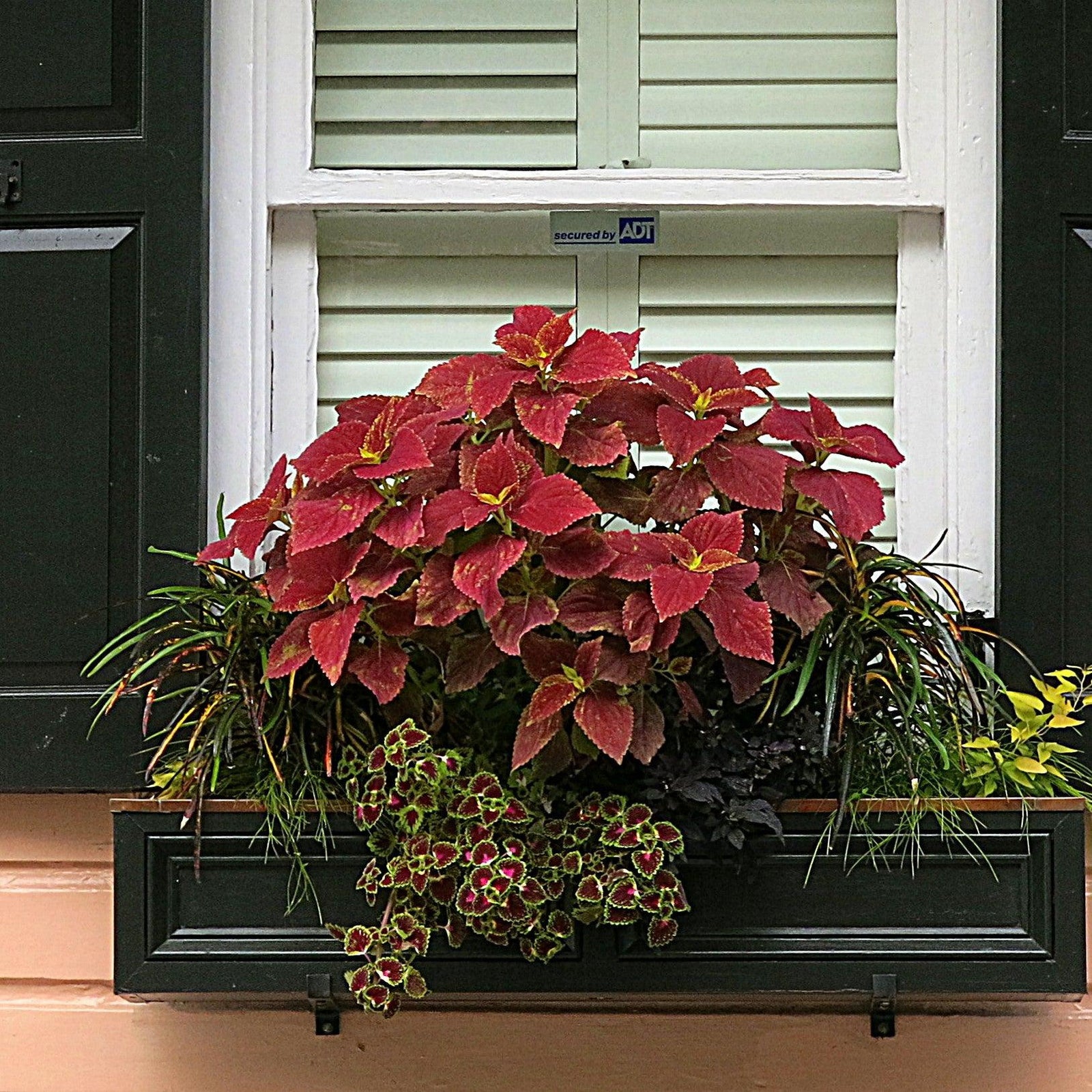 Solenostemon scutellarioides ‘Burgundy Sun’ ~ Burgundy Sun Coleus-ServeScape