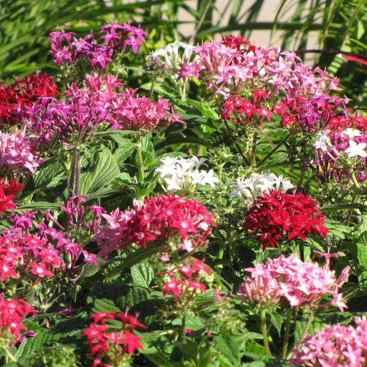 Pentas lanceolata 'Graffiti Mix' ~ Graffiti® Mix Star Flower-ServeScape