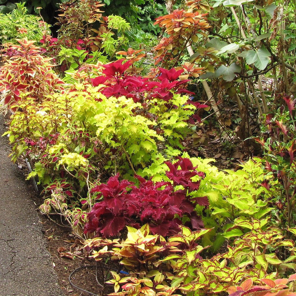 Solenostemon scutellarioides ‘Gold Lace’ ~ Gold Lace Coleus-ServeScape