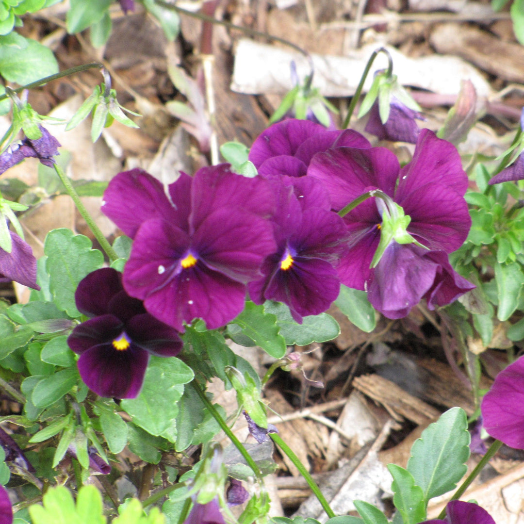 Viola x wittrockiana 'PAS1077343' ~ Cool Wave® Purple Pansy-ServeScape
