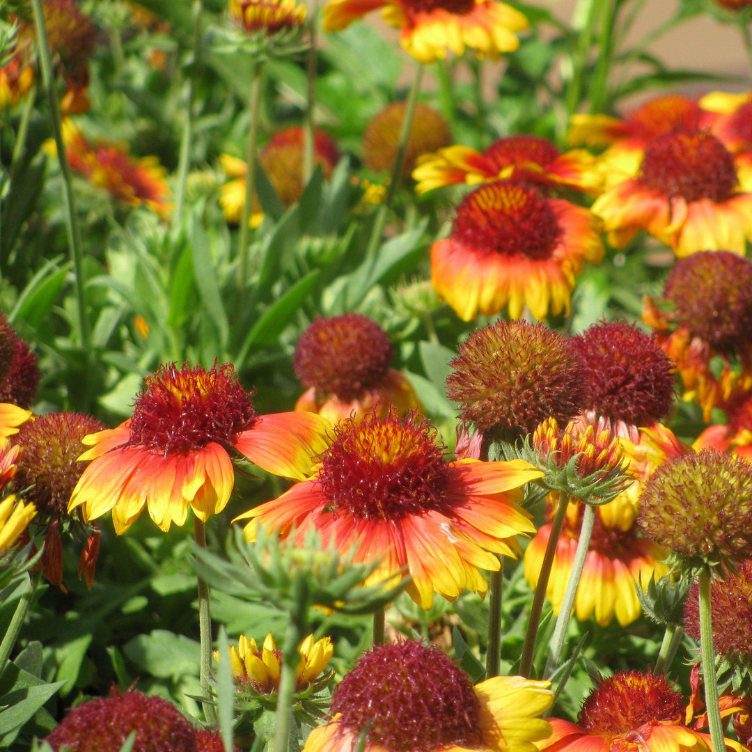 Gaillardia aristata 'Barbican Yellow Red Ring' ~ Barbican™ Yellow Red Ring Blanket Flower-ServeScape