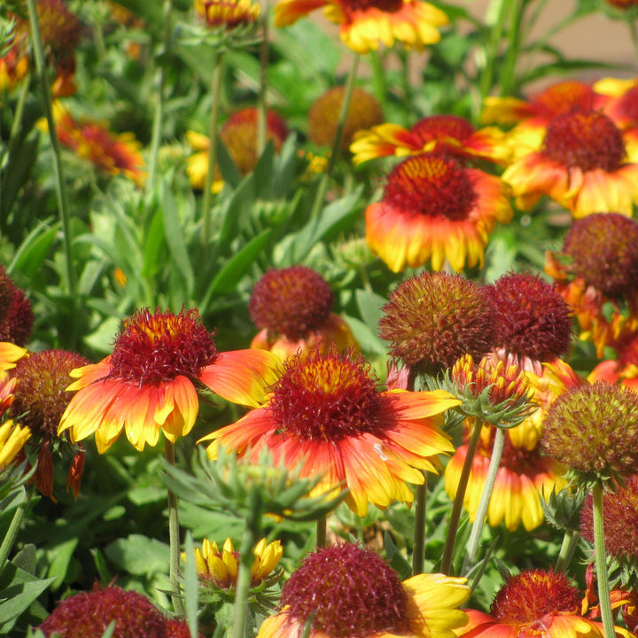 Gaillardia aristata 'Barbican Yellow Red Ring' ~ Barbican™ Yellow Red Ring Blanket Flower-ServeScape