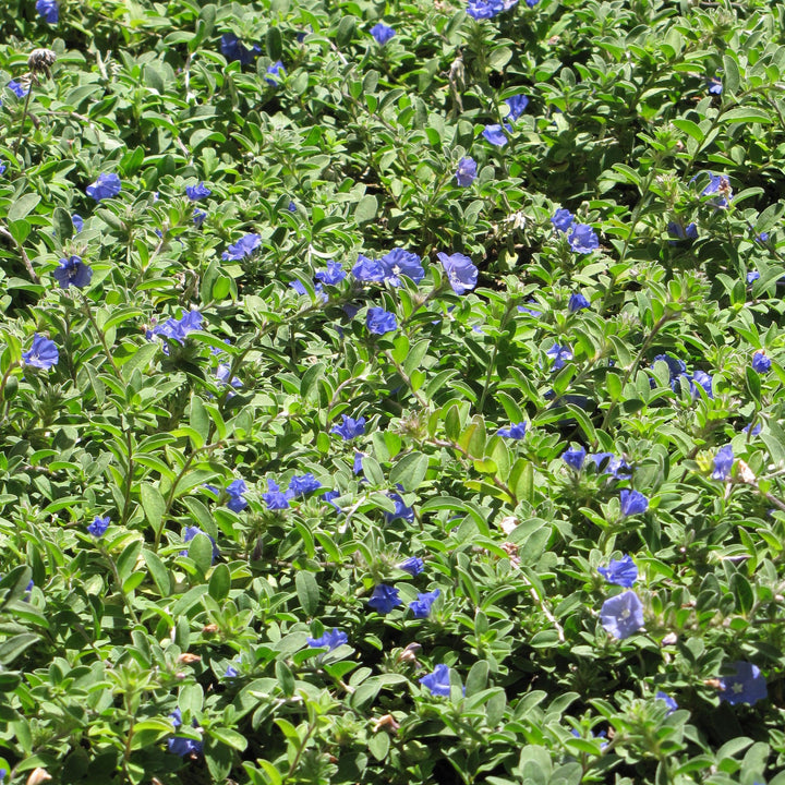 Evolvulus glomeratus 'Blue Daze' ~ Blue Daze Dwarf Morning Glory-ServeScape