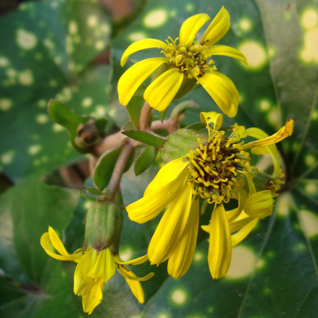 Farfugium Japonicum ''Aureomaculatum' ~ Firefly Leopard Plant-ServeScape